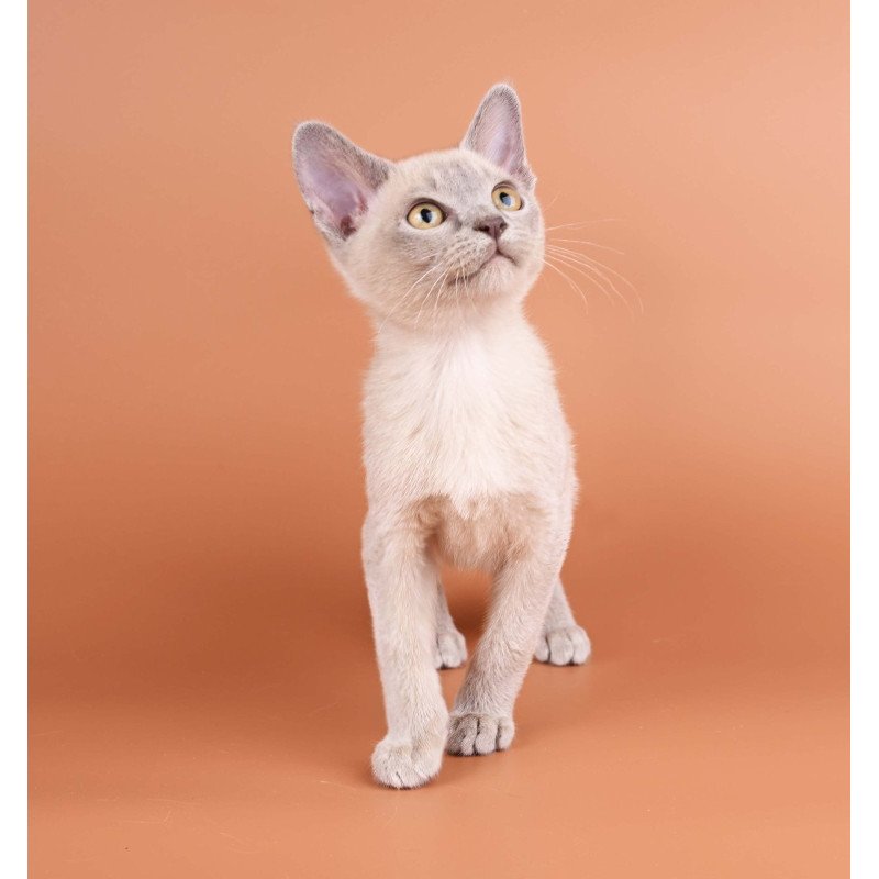 Burmese NOV Zarden