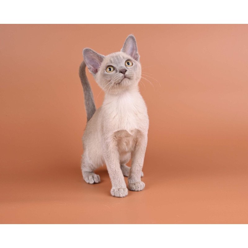 Burmese NOV Zarden