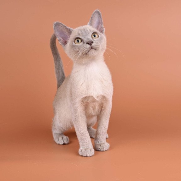 Burmese NOV Zarden
