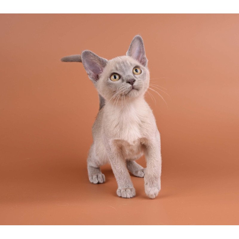 Burmese NOV Zarden