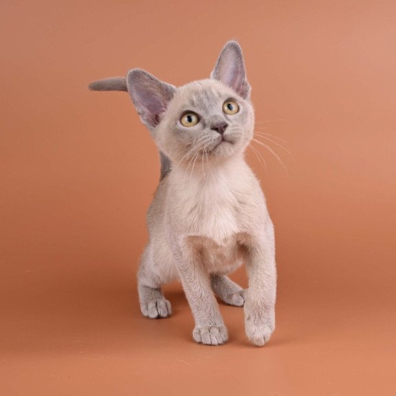 Burmese NOV Zarden