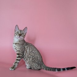 Bengal NOV Wendy