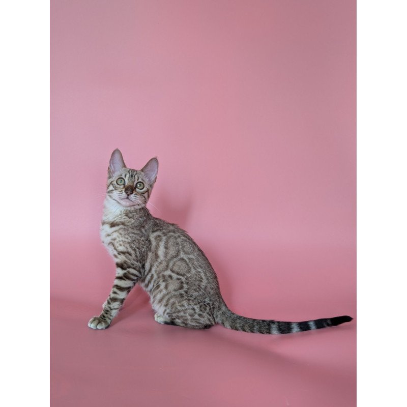 Bengal NOV Wendy