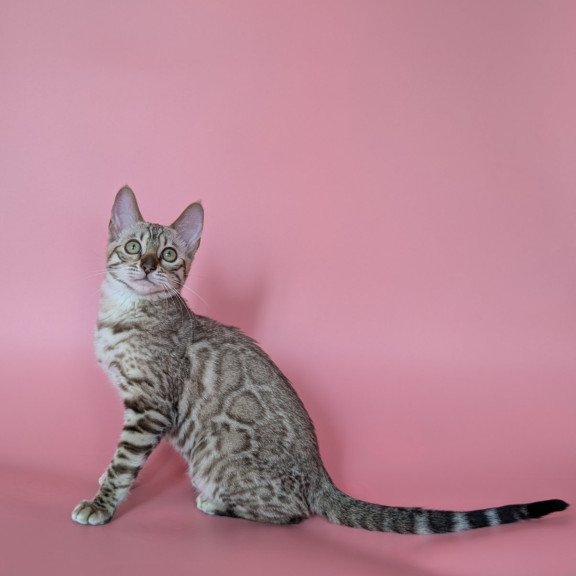 Bengal NOV Wendy