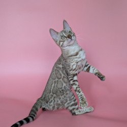 Bengal NOV Wendy
