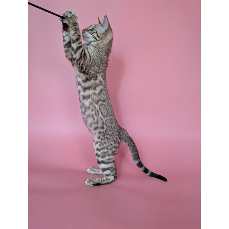 Bengal NOV Wendy