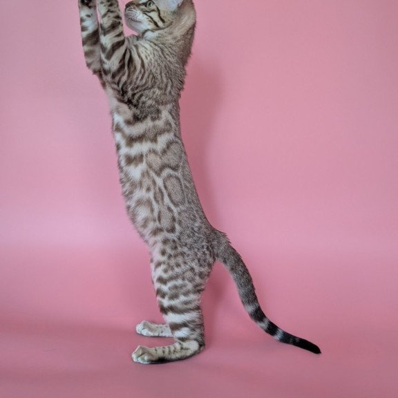 Bengal NOV Wendy