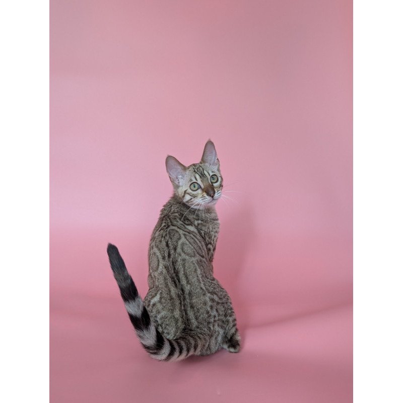 Bengal NOV Wendy