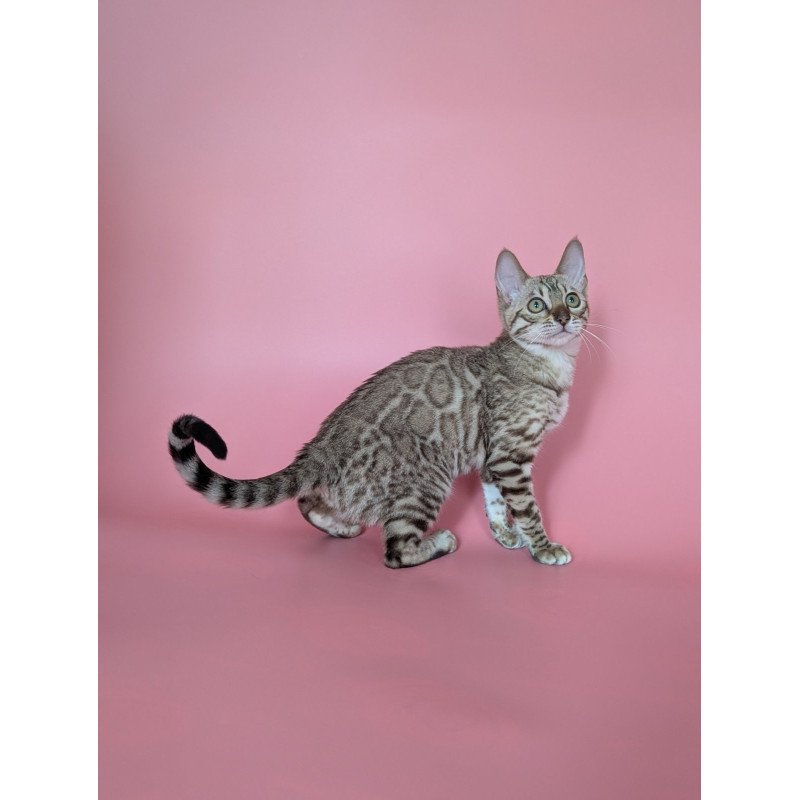 Bengal NOV Wendy
