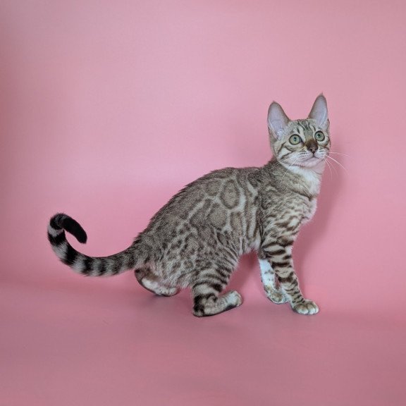 Bengal NOV Wendy