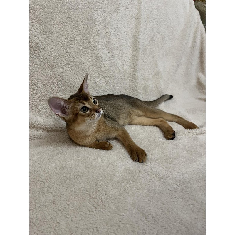 Abyssinian NOV Betti