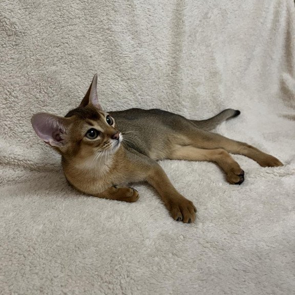 Abyssinian NOV Betti