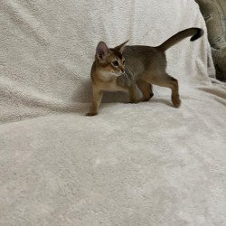 Abyssinian NOV Betti