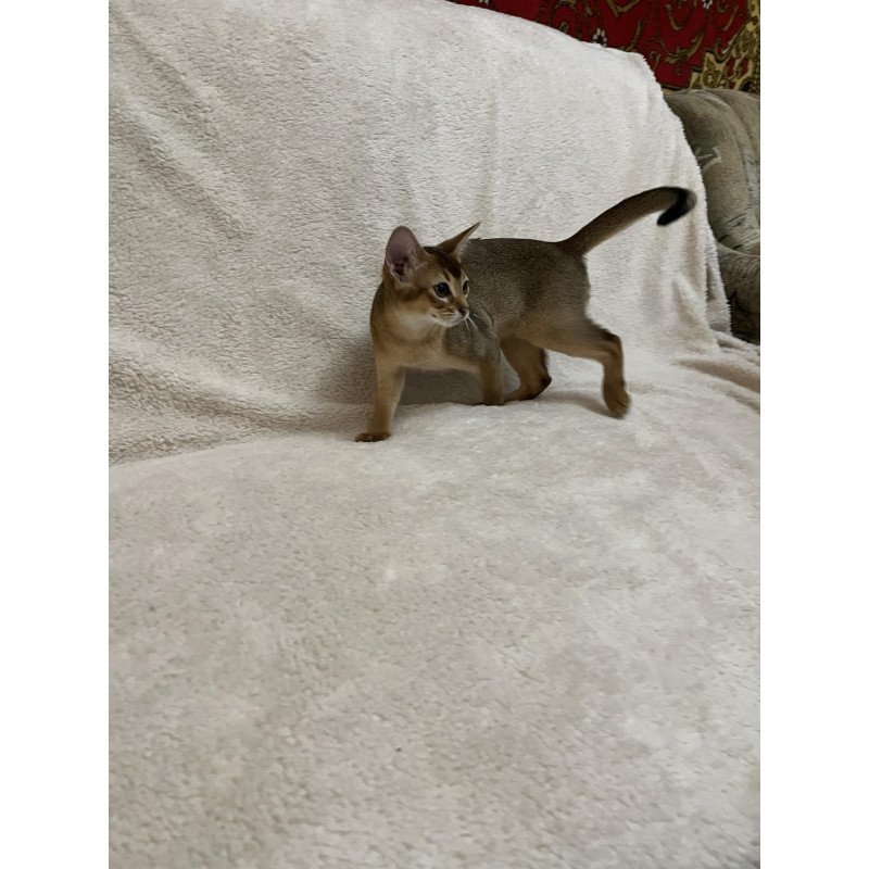 Abyssinian NOV Betti