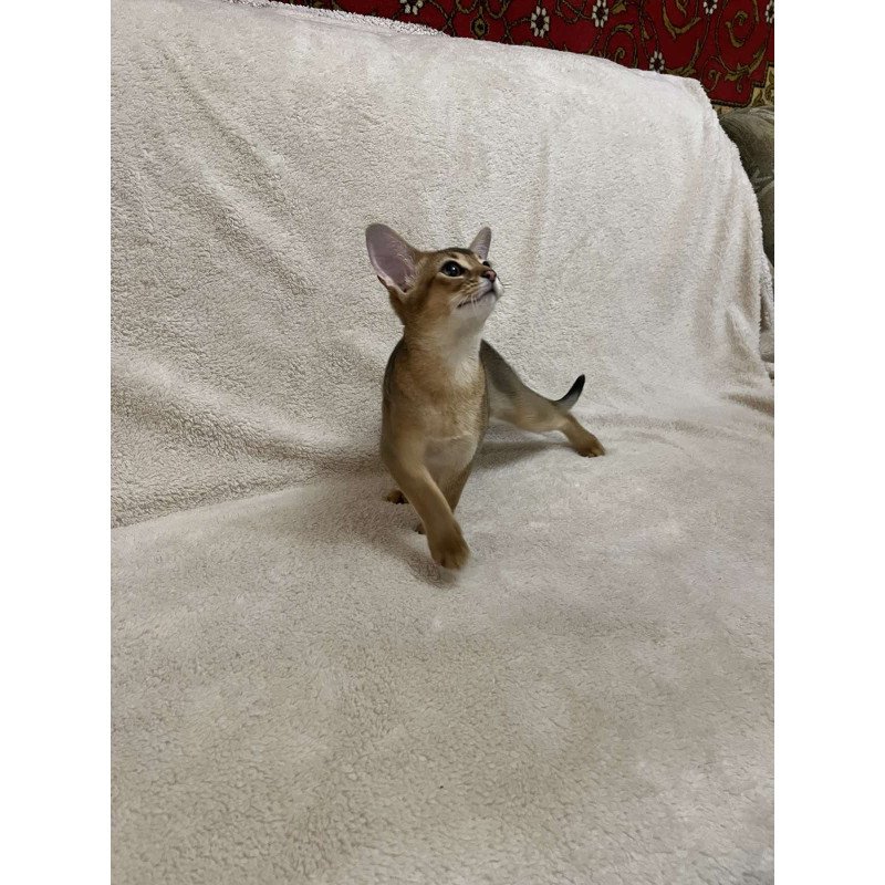 Abyssinian NOV Betti