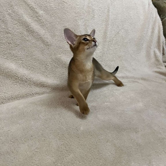 Abyssinian NOV Betti