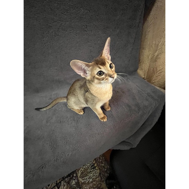 Abyssinian NOV Betti
