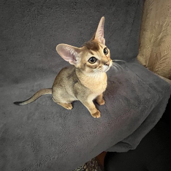 Abyssinian NOV Betti