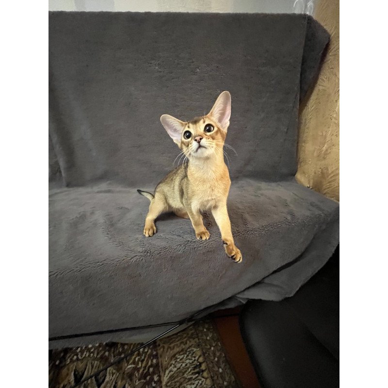 Abyssinian NOV Betti