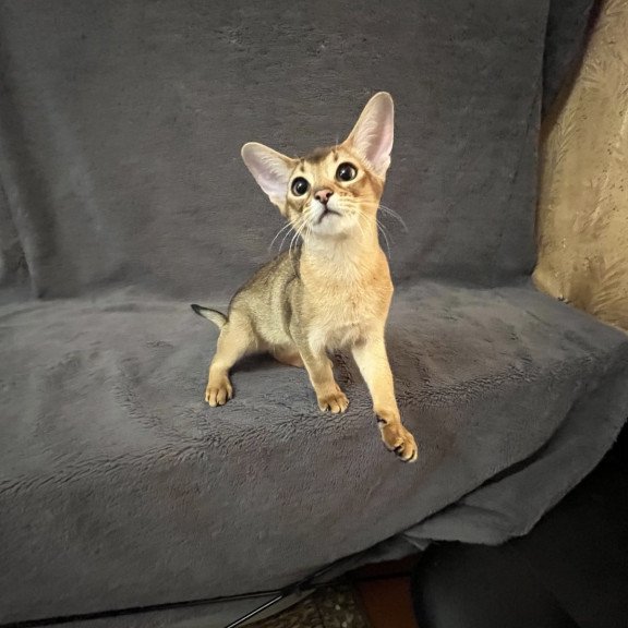 Abyssinian NOV Betti