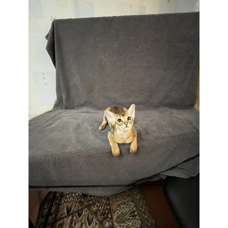 Abyssinian NOV Betti