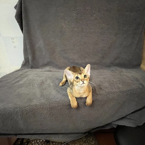 Abyssinian NOV Betti