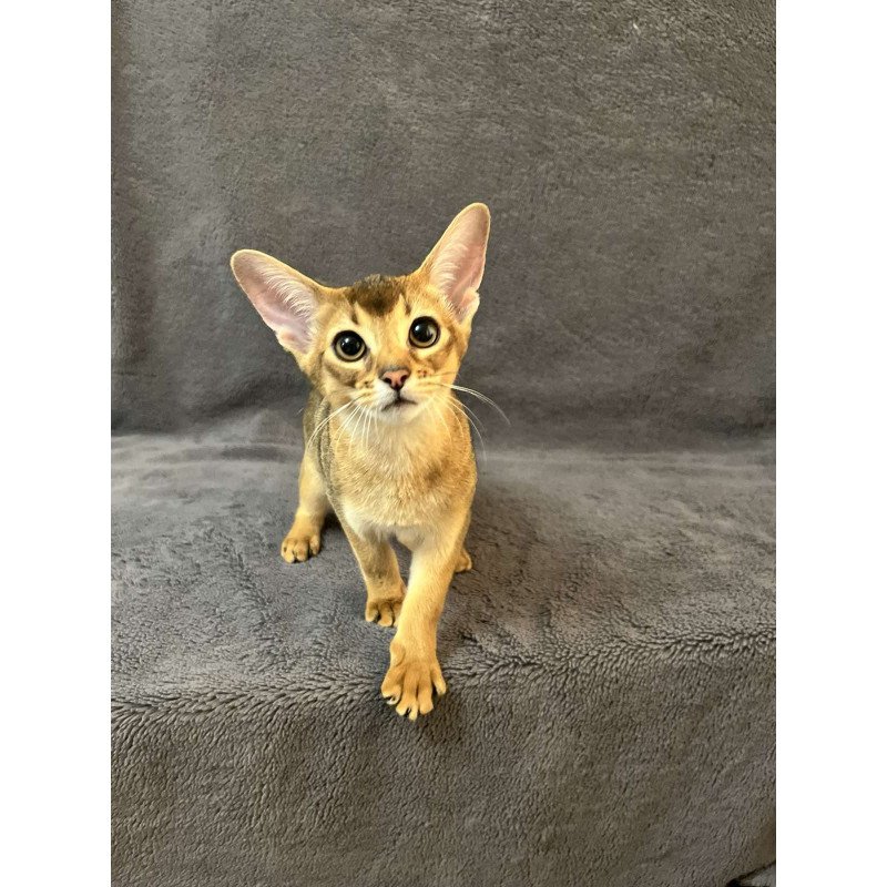 Abyssinian NOV Betti