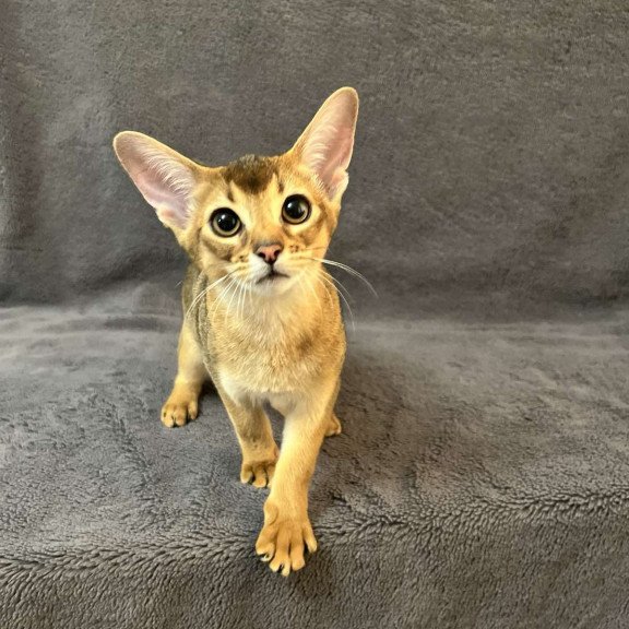 Abyssinian NOV Betti
