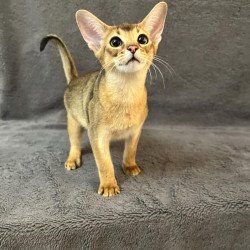 Abyssinian NOV Betti