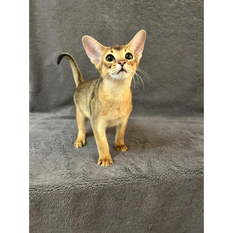 Abyssinian NOV Betti