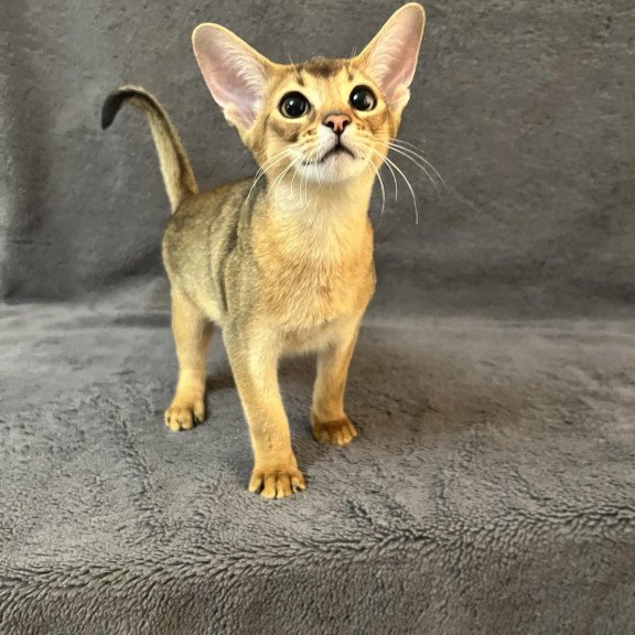 Abyssinian NOV Betti