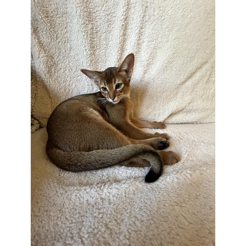 Abyssinian NOV Boomer