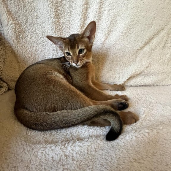 Abyssinian NOV Boomer