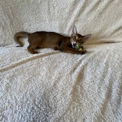 Abyssinian NOV Boomer
