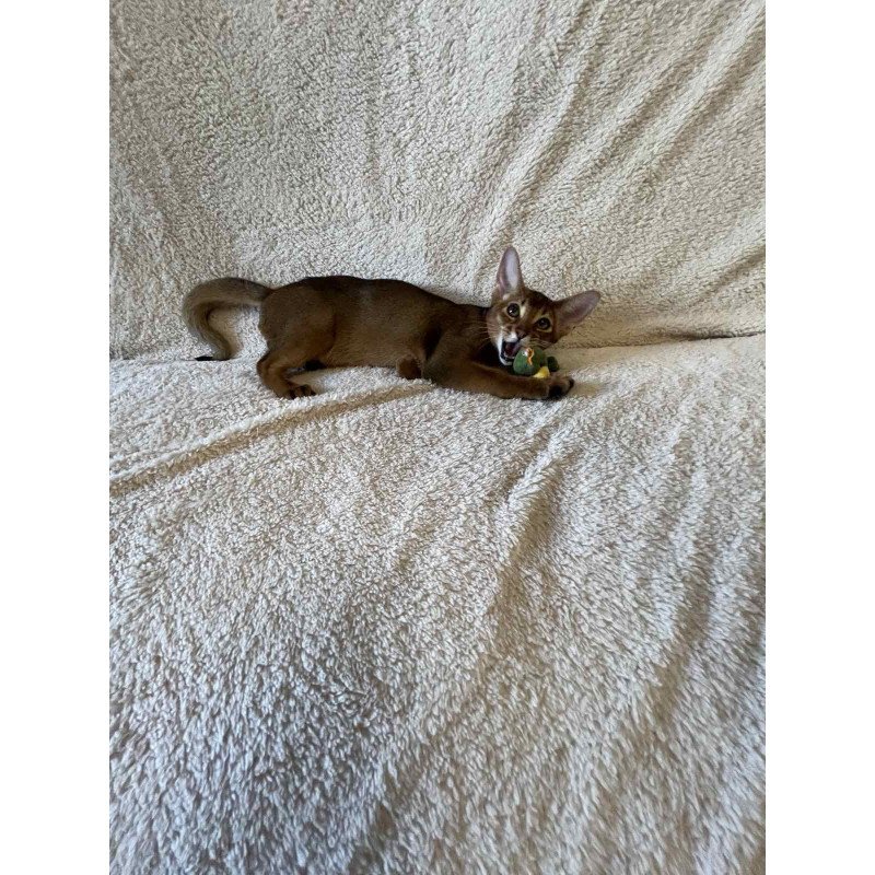 Abyssinian NOV Boomer