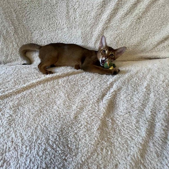 Abyssinian NOV Boomer
