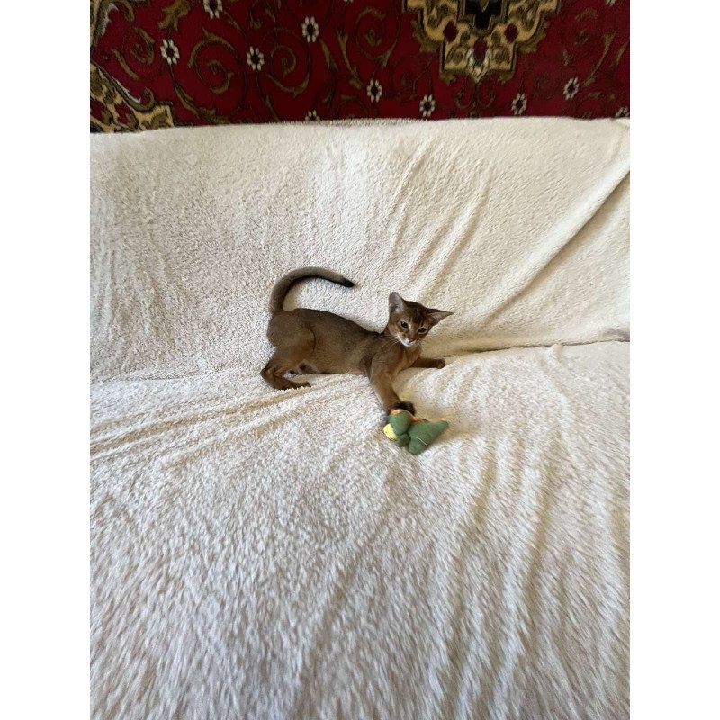 Abyssinian NOV Boomer