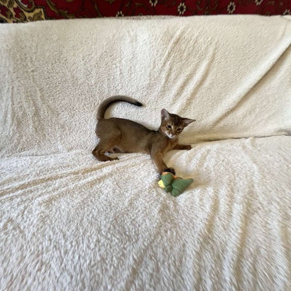 Abyssinian NOV Boomer