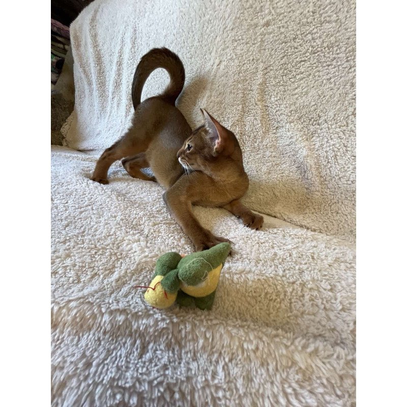 Abyssinian NOV Boomer