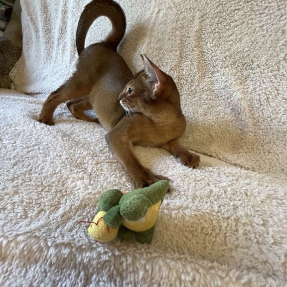 Abyssinian NOV Boomer