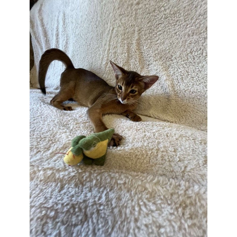Abyssinian NOV Boomer