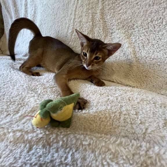 Abyssinian NOV Boomer