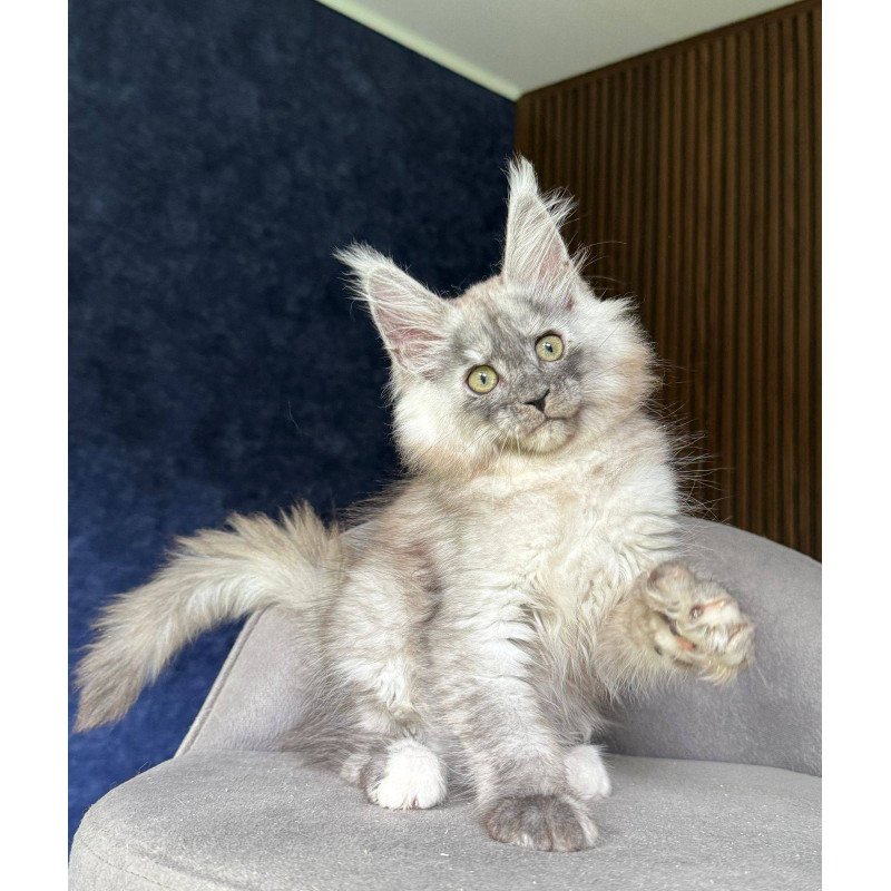 Maine Coon NOV Daja