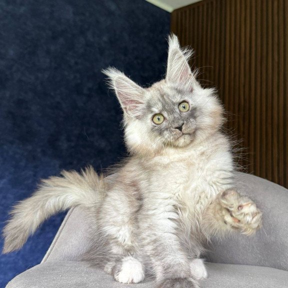 Maine Coon NOV Daja