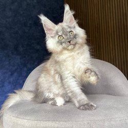 Maine Coon NOV Daja