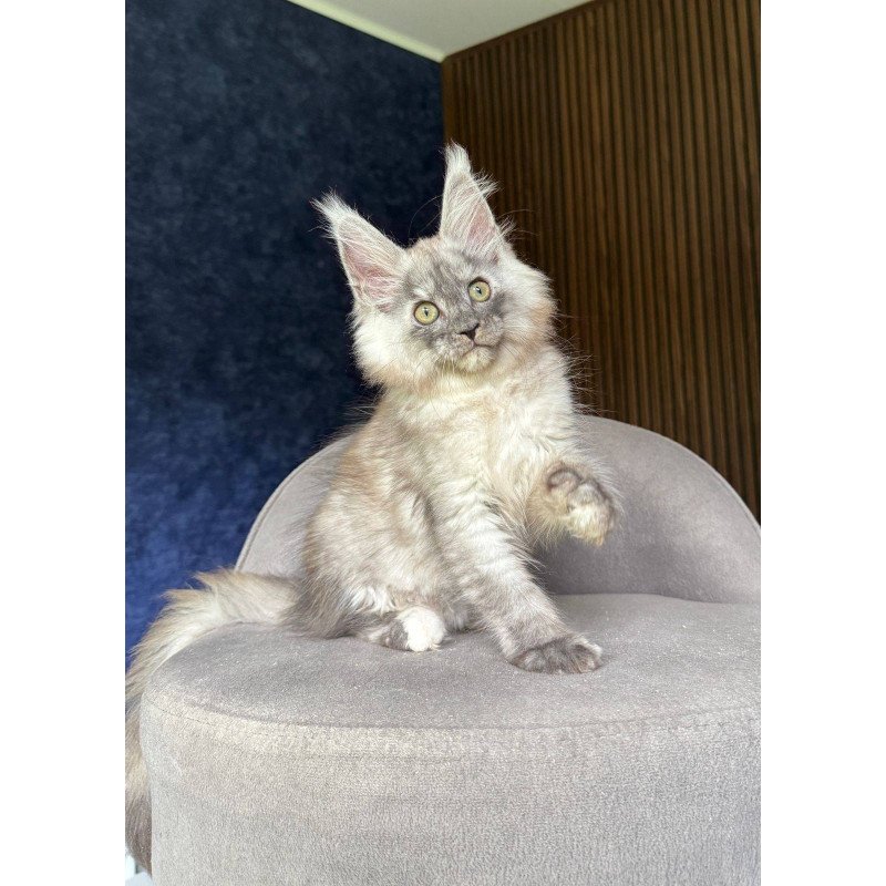 Maine Coon NOV Daja