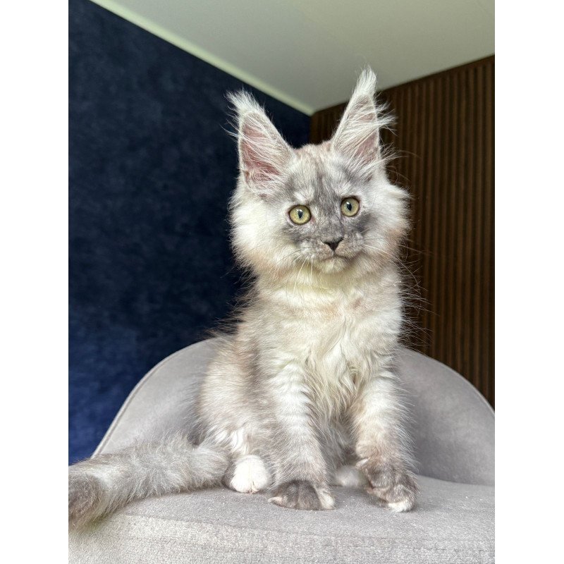 Maine Coon NOV Daja