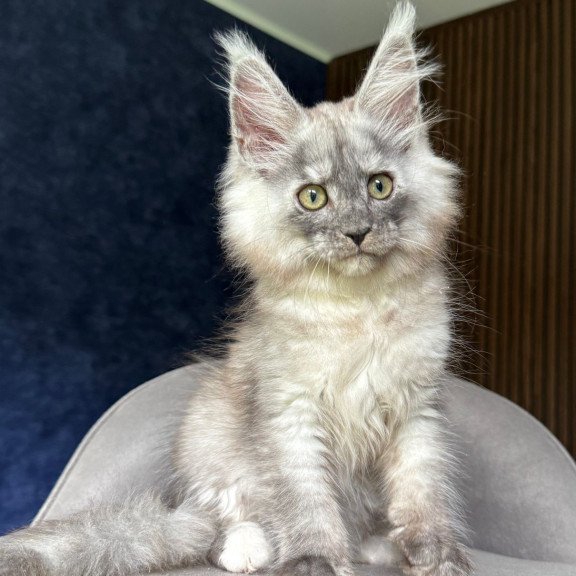Maine Coon NOV Daja