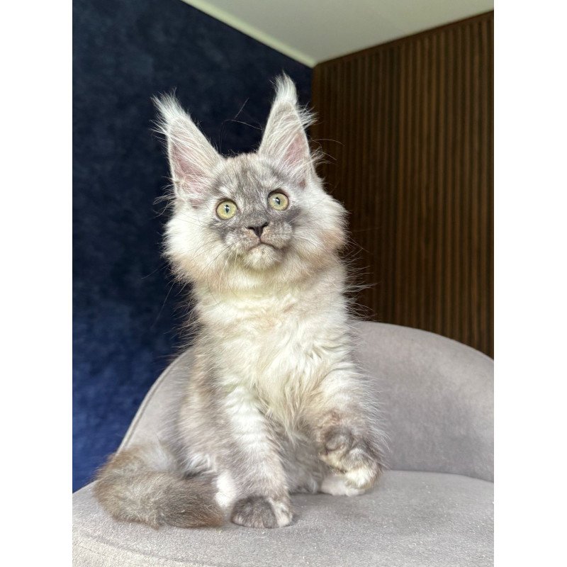 Maine Coon NOV Daja