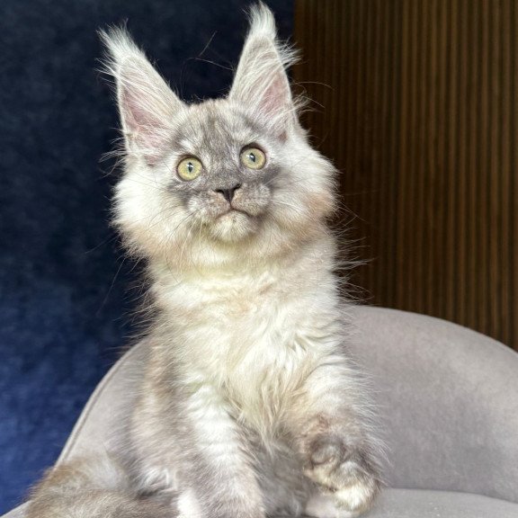 Maine Coon NOV Daja